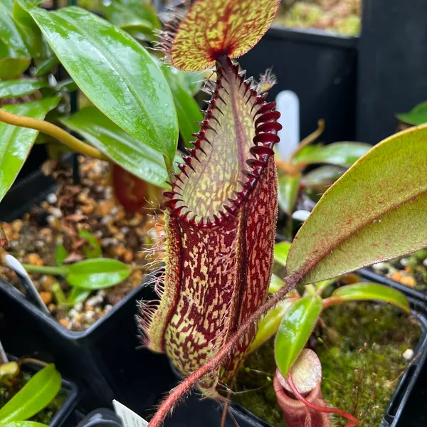 Nepenthes hamata