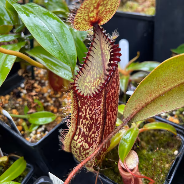 Nepenthes hamata