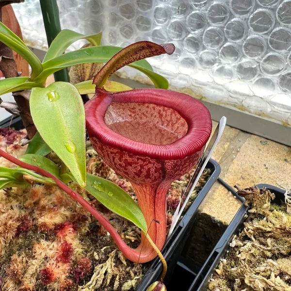 Nepenthes jamban