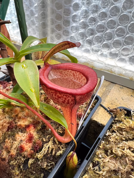 Nepenthes jamban: N. jamban (BE-3875), the pitcher plant named for its toilet-shaped pitchers