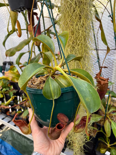 Nepenthes lowii: N. lowii from Mt Trusmadi - this one's from Wistuba