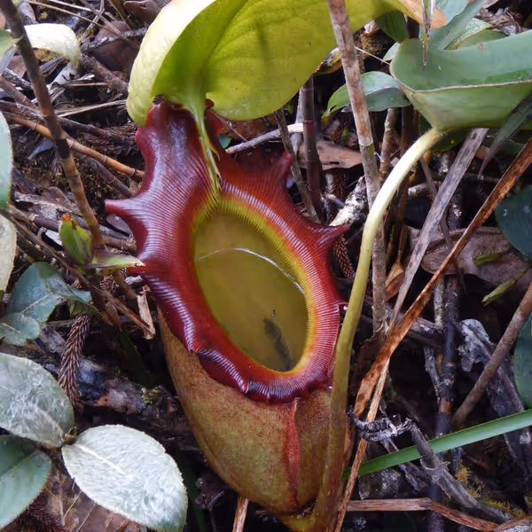 Nepenthes rajah