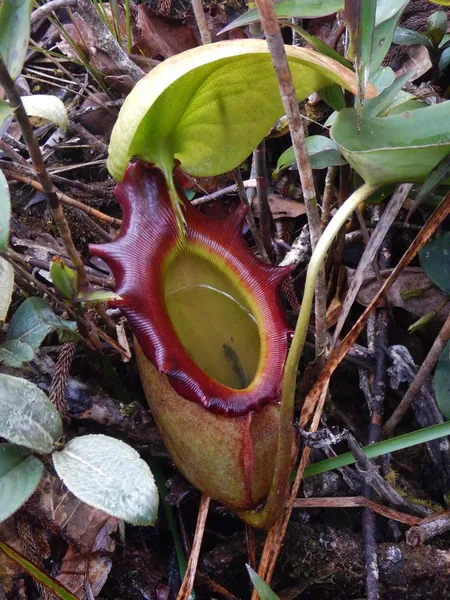 Nepenthes rajah: N. rajah on Mt Kinabalu, by the late Christophe Maerten