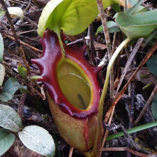 Nepenthes rajah