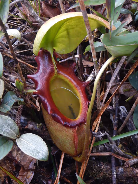 Nepenthes rajah: N. rajah on Mt Kinabalu, by the late Christophe Maerten