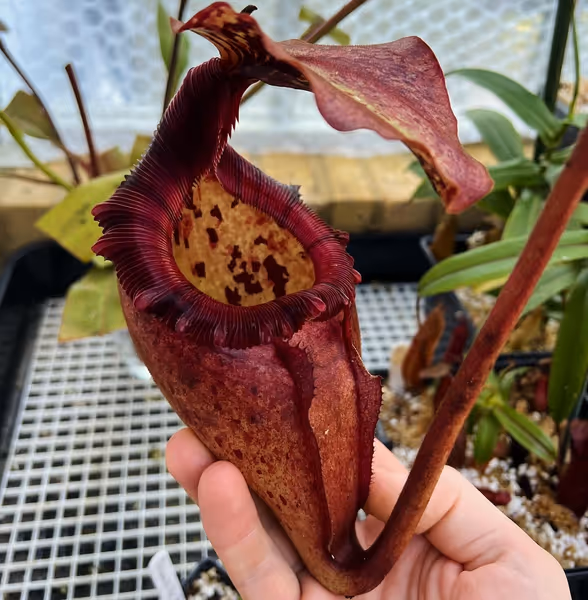 Nepenthes rajah x (burbidgeae x edwardsiana): N. rajah x (burbidgeae x edwardsiana) - or perhaps the male parent is N. burbidgeae x villosa
