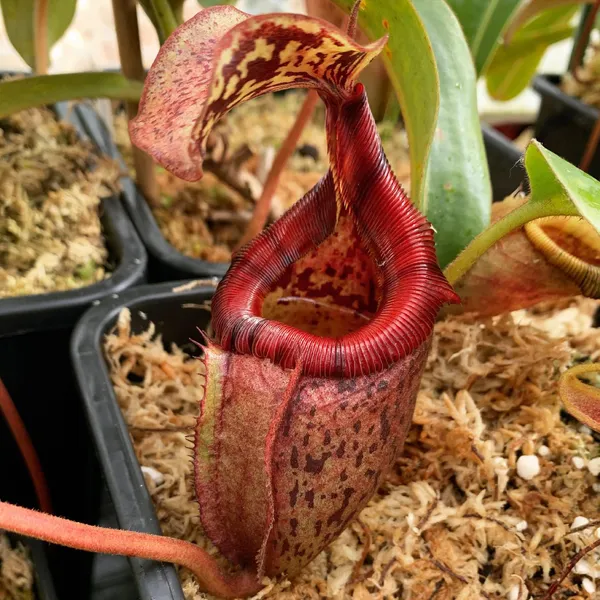 Nepenthes rajah x (burbidgeae x edwardsiana): N. rajah x (burbidgeae x edwardsiana).