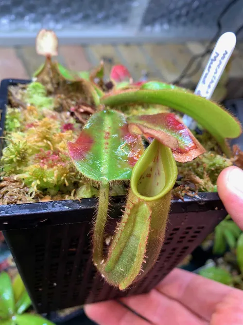 N. veitchii 'Murud x Candy CK'