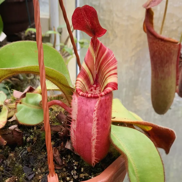 Nepenthes veitchii: N. veitchii Candy x Candy grex, from Chris Klein (CK)