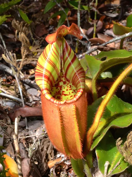 Nepenthes veitchii: N. veitchii in Sarawak, photographed in-situ by Pavel Kirillov