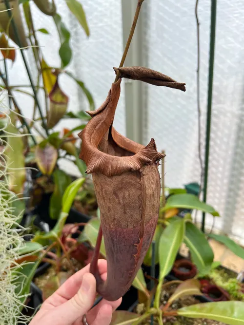 N. veitchii x platychila, a brown pitcher 6 months later.