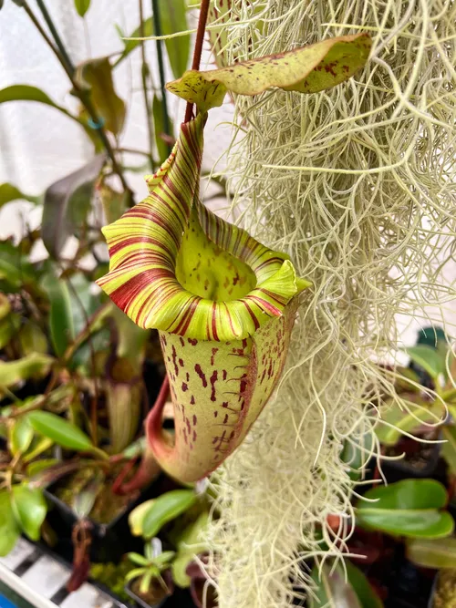 N. veitchii x platychila, a fresh pitcher.