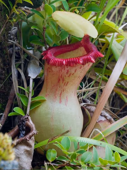 Nepenthes ventricosa: N. ventricosa lower pitcher in habitat, photographed by Alastair Robinson