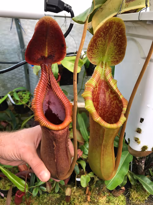 Nepenthes × trusmadiensis (I think!)