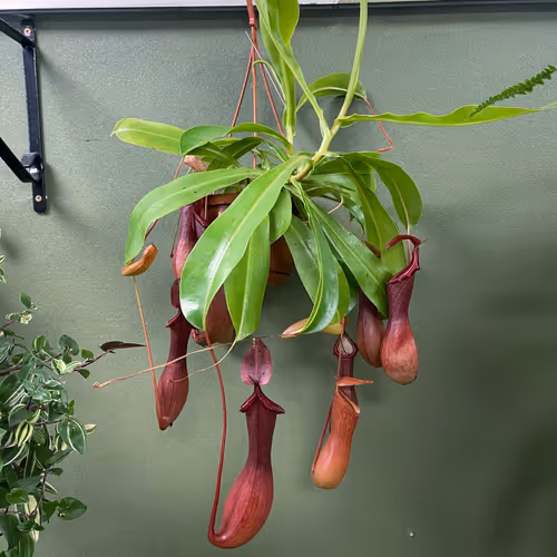 Nepenthes × ventrata, a monkey cup plant