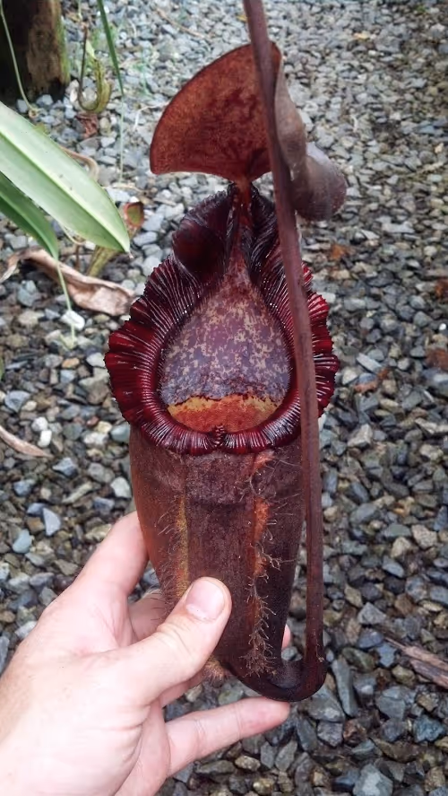 Nepenthes 'Dream', which is a seed-grown N. densiflora x spectabilis 'giant'
