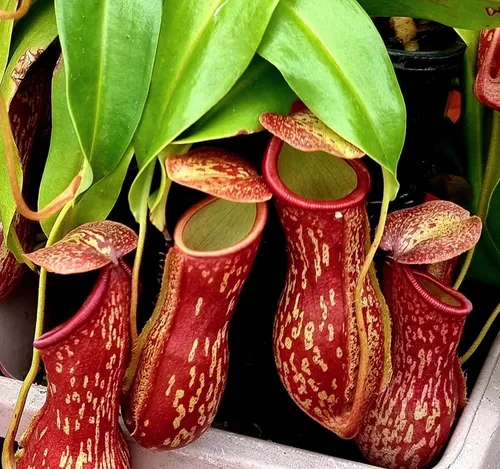 Nepenthes 'Gaya'.