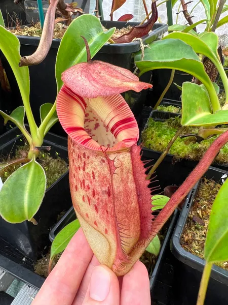 Nepenthes burbidgeae x edwardsiana: Nepenthes 'burbeddy', a freshly popped pitcher.
