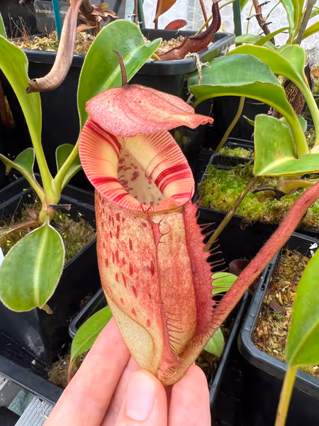 Nepenthes burbidgeae x edwardsiana: Nepenthes 'burbeddy', a freshly popped pitcher