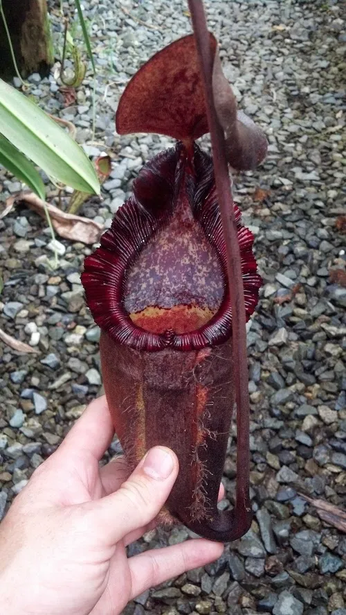 Nepenthes "Dream", which is a seed-grown N. densiflora x spectabilis "giant"