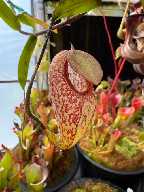 Nepenthes aristolochioides
