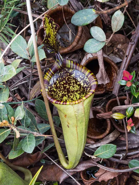 Nepenthes attenboroughii: Pitcher in-situ on Mt Victoria, photographed by Laurent Taerwe.