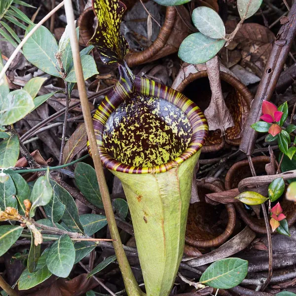 Nepenthes attenboroughii