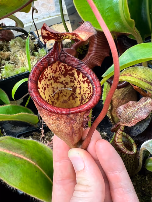 Nepenthes attenboroughii pitcher