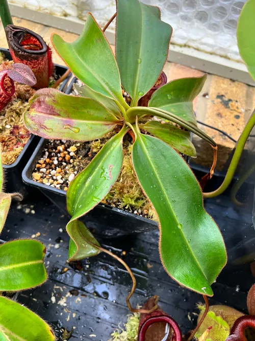 Nepenthes attenboroughii pitcher, growing in my ultramafic mix of peat, perlite, and kanuma.