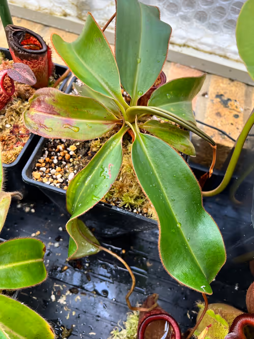 Nepenthes attenboroughii pitcher, growing in my ultramafic mix of peat, perlite, and kanuma