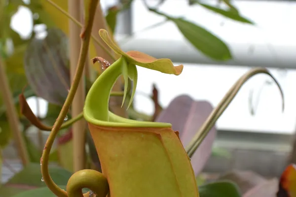 A Tour of Chester Zoo's Nepenthes Collection