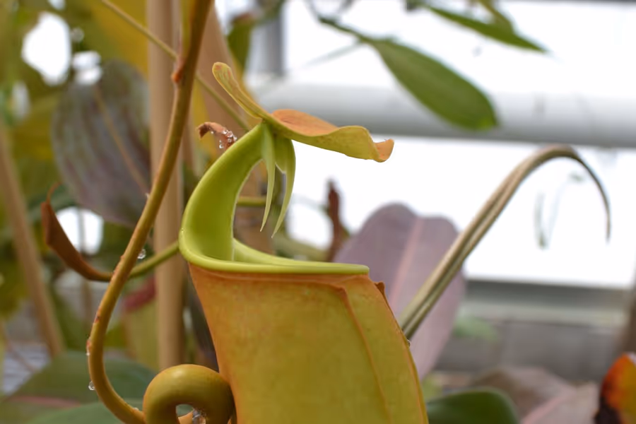 A Tour of Chester Zoo's Nepenthes Collection
