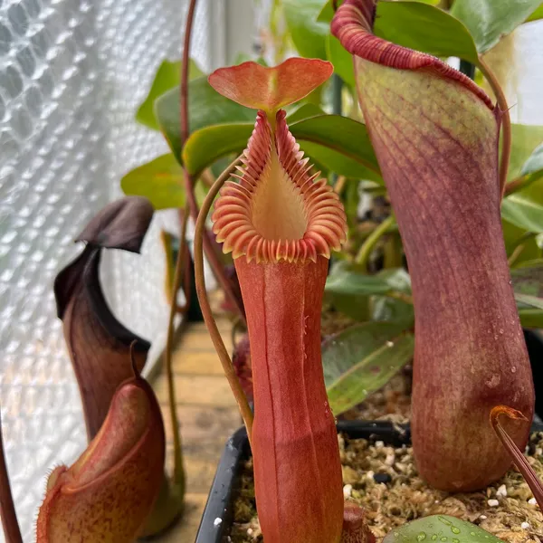 Nepenthes edwardsiana