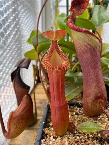 Nepenthes edwardsiana: Nepenthes edwardsiana pitcher in my greenhouse.