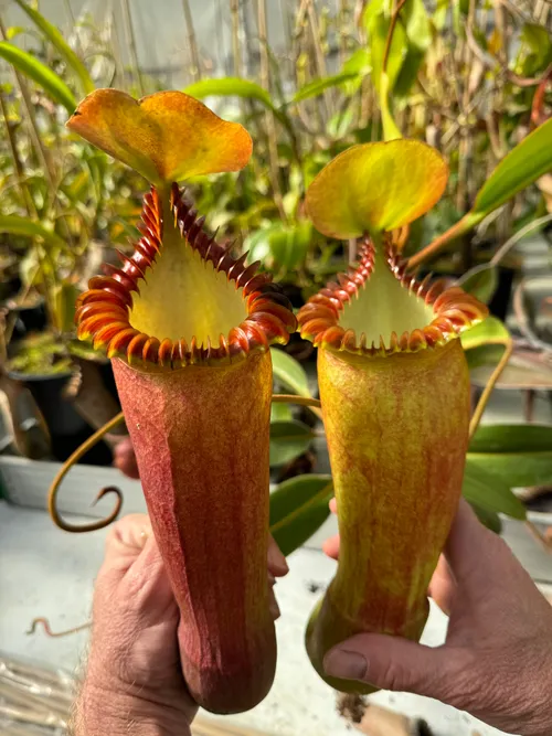 Nepenthes edwardsiana pitchers