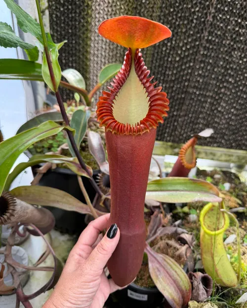 Nepenthes edwardsiana