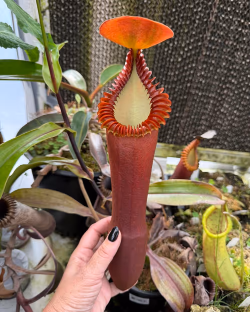 Nepenthes edwardsiana