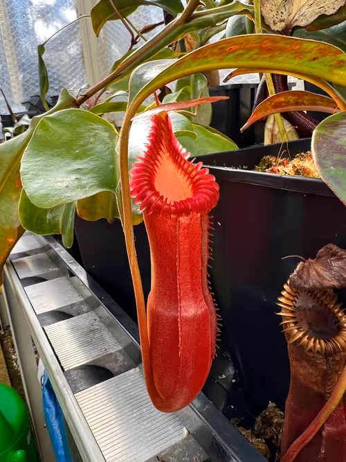 Nepenthes edwardsiana, another favourite