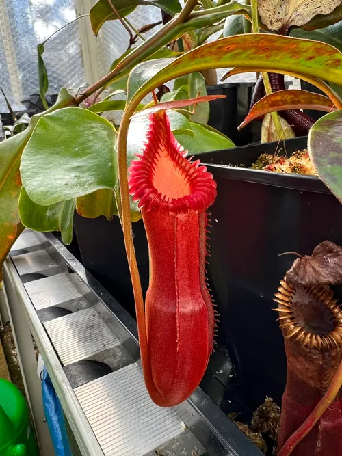 Nepenthes edwardsiana, another favourite