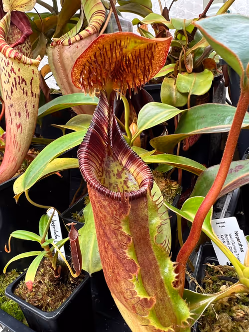 Nepenthes ephippiata, one of my favourite species, thriving in my greenhouse