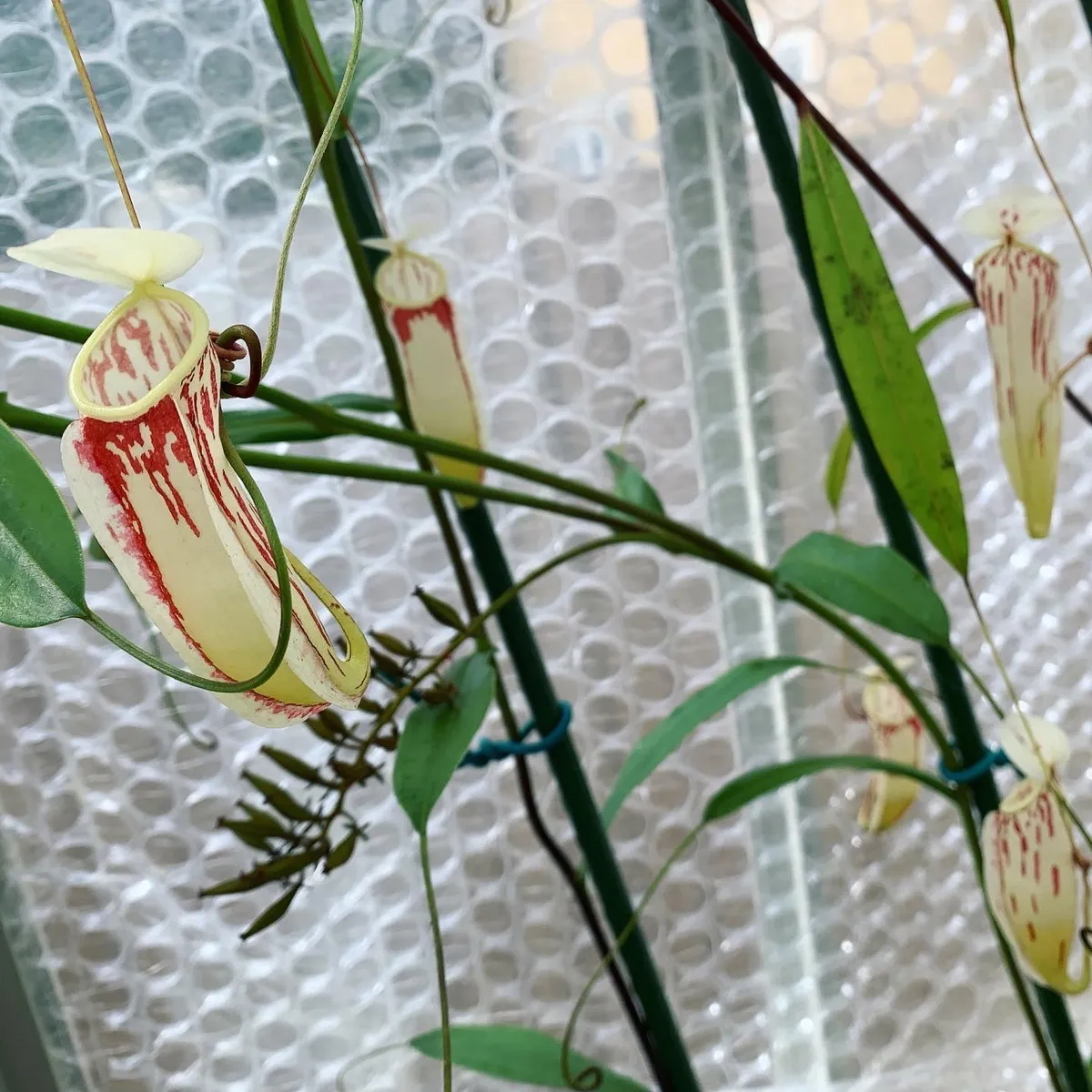 Nepenthes glabrata upper pitchers, growing on the vine. Note how they differ from lower pitchers on the same plant.