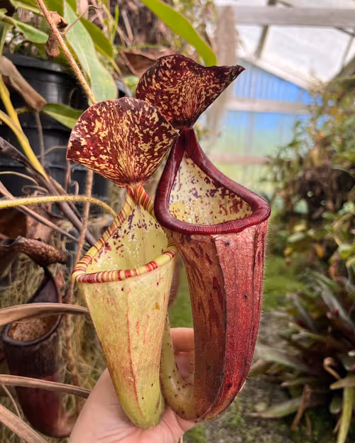 Nepenthes glandulifera