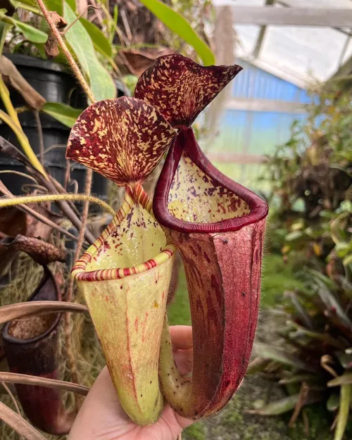 Nepenthes glandulifera