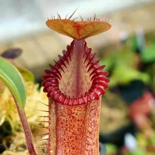 Nepenthes hamata x edwardsiana (AW).