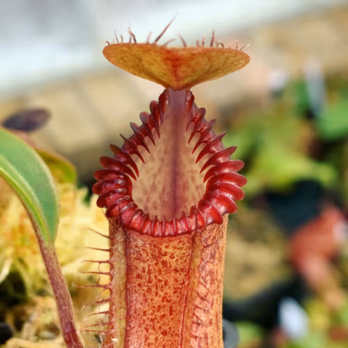 Nepenthes hamata x edwardsiana (AW)