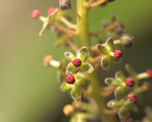 Nepenthes inflorescence