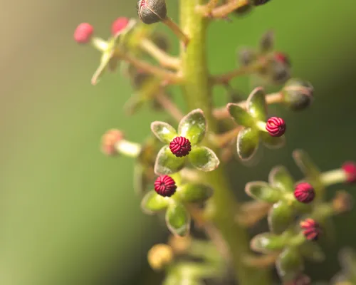 Nepenthes inflorescence