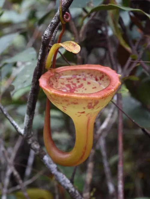Nepenthes jamban in Sumatra, by Jeremiah Harris