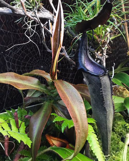 Nepenthes lingulata