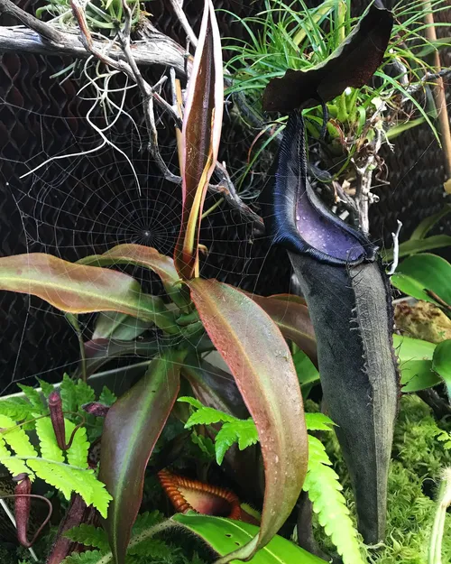 Nepenthes lingulata